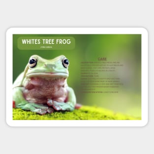 White Tree Frog Sticker Sticker